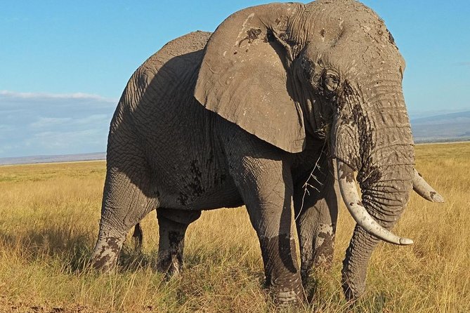 3 Days Amboseli National Park - Why a short Amboseli safari works