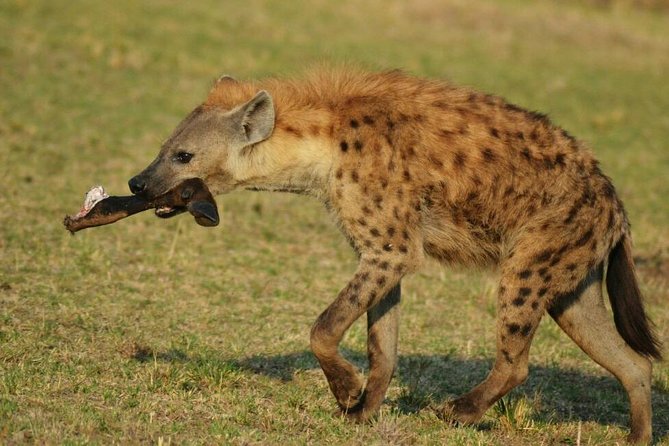 3 Days Amboseli National Park - Day 1: From Nairobi to Kibo Safari Camp