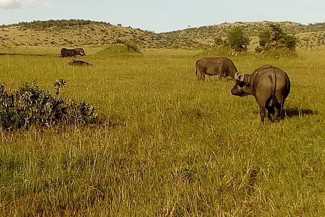 3 Days Amboseli National Park - Morning wildlife and the value of waking early