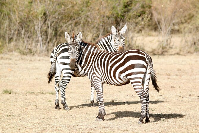 3 Days Amboseli national Park experience. - What makes this Amboseli safari worth considering