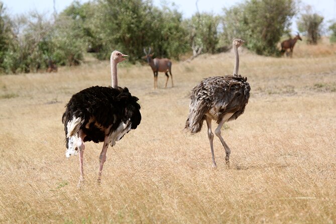 3 Days Amboseli national Park experience. - Why Amboseli works so well for a short safari