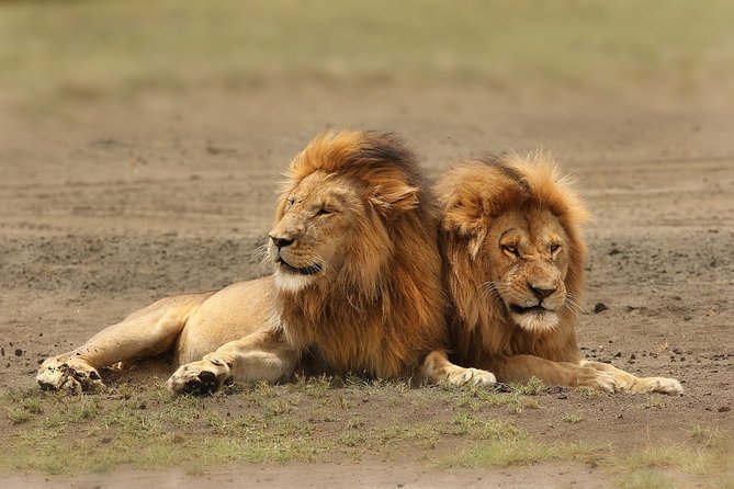 3 Days Amboseli National Park-Lodge Safari with Private 4x4 JEEP - Why Amboseli works so well for a three-day safari