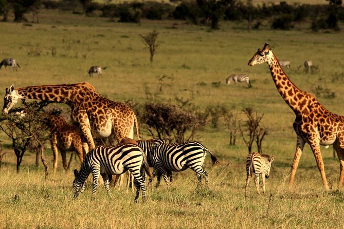 3 Days Amboseli National Park-Lodge Safari with Private 4x4 JEEP - Day 2: the full eight-hour Amboseli safari