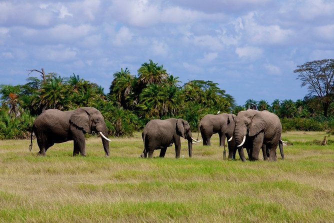 3 Days Amboseli National Park-Lodge Safari with Private 4x4 JEEP - Two nights at a lodge, with Kilima Lodge as one option