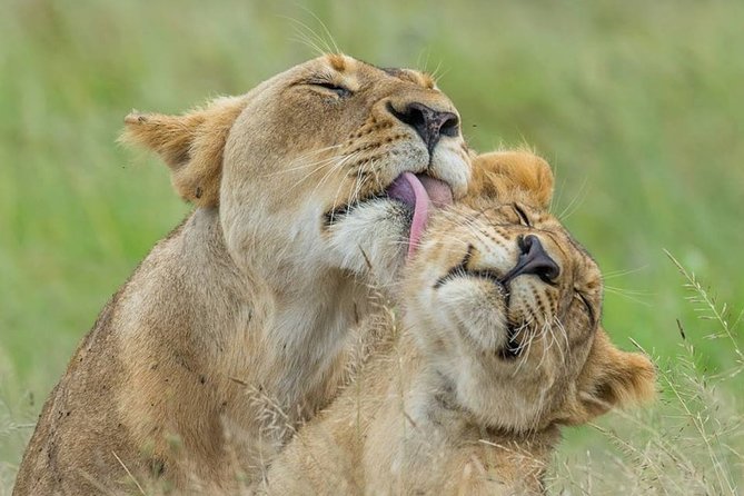3 Days Amboseli National Park-Lodge Safari with Private 4x4 JEEP - A possible Maasai village visit on Day 3