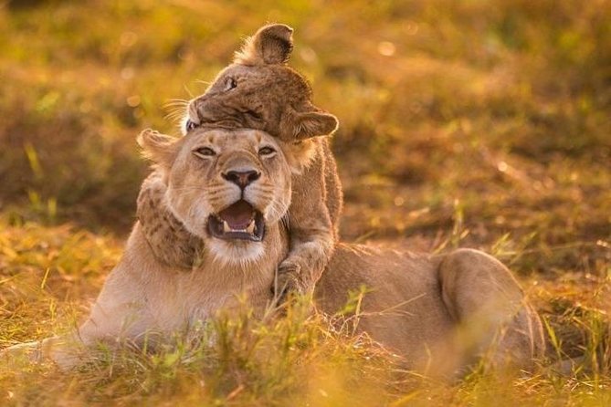3 Days Amboseli National Park safari - Day 3: A final drive before returning to Nairobi
