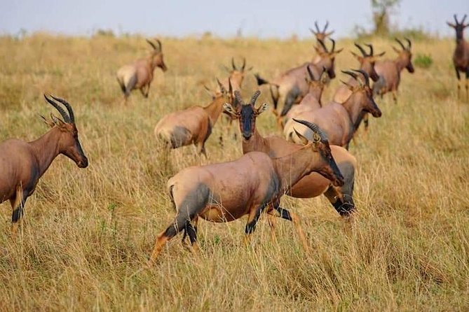 3 Days Amboseli National Park safari - The private format and guide quality