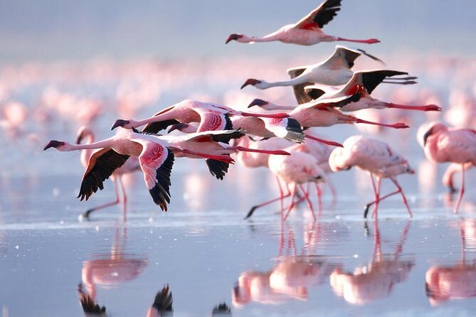 3 Days Amboseli National Park safari - The lodge, meals, and daily comfort