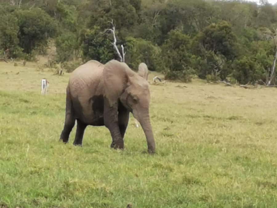 3 Days Amboseli National Park with Masai Village Visit - Key details that shape the experience