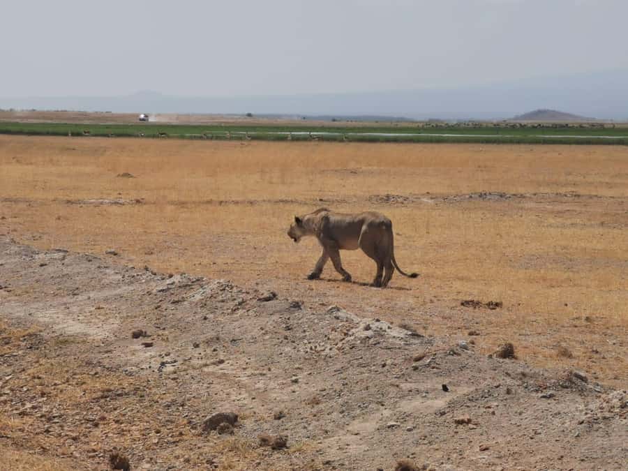 3 Days Amboseli National Park with Masai Village Visit - Day 2: The main wildlife day in Amboseli