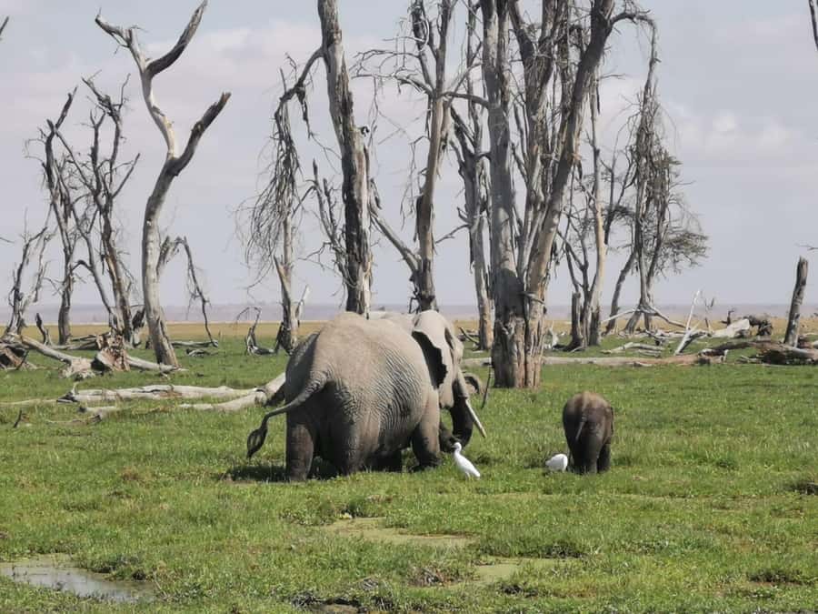 3 Days Amboseli National Park with Masai Village Visit - The Maasai village visit and what to expect
