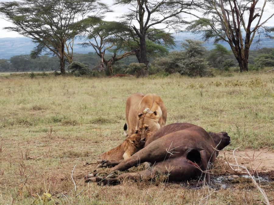3 Days Amboseli National Park with Masai Village Visit - Day 1: Nairobi to Amboseli and the first afternoon drive