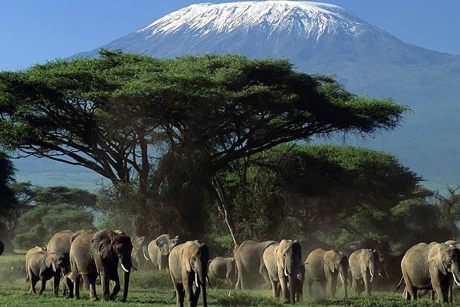 3 Days Amboseli Safari - Day 2: A full day inside Amboseli National Park
