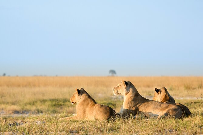 3 Days and 2 Nights Adventure in Masai Mara - Why three days gives the Mara room to breathe