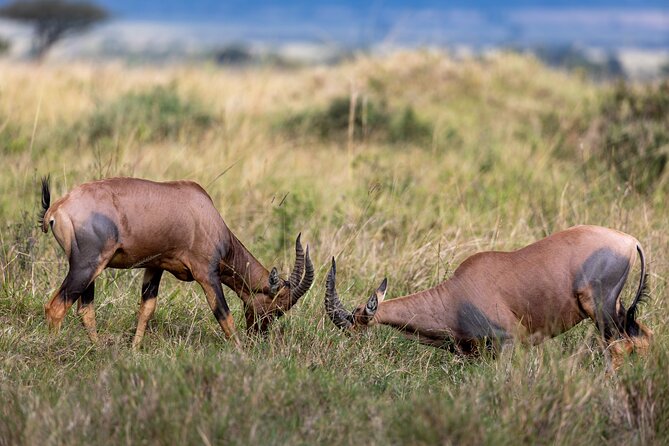 3 Days and 2 Nights Adventure in Masai Mara - What the $1,280 price really covers