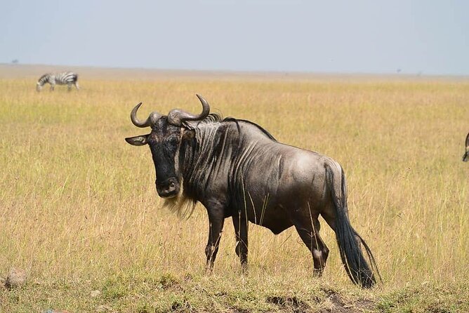 3 Days Budget Masai Mara Safari - The Great Rift Valley Viewpoint