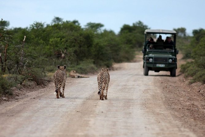 3 Days Budget Masai Mara Safari - Checking Into Camp Before the Afternoon Drive