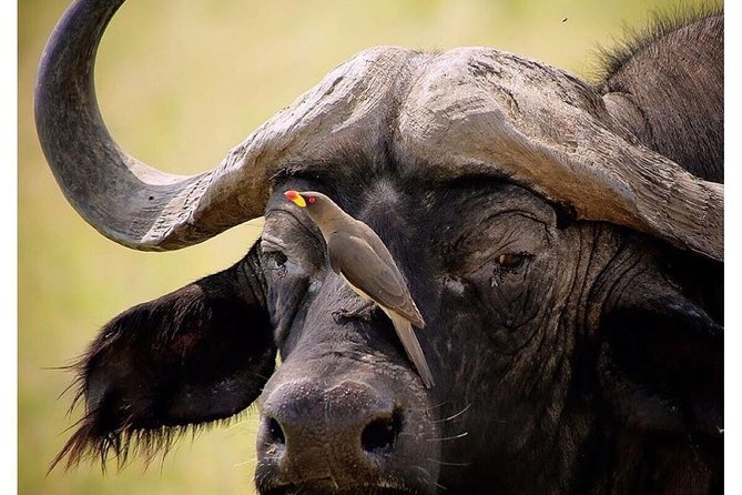 3 Days Budget Masai Mara Safari - The Optional Maasai Village Visit