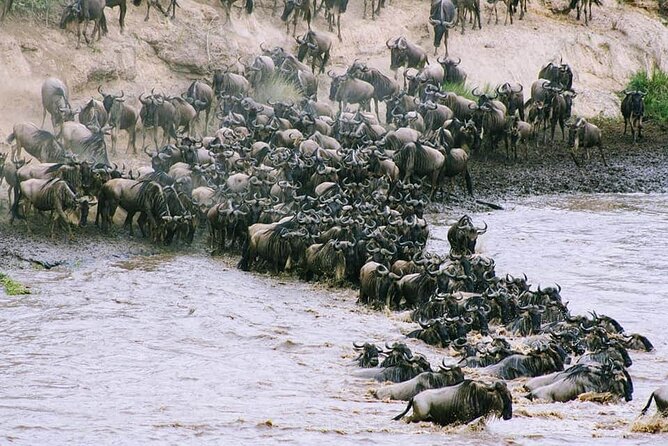 3 Days Budget Masai Mara Safari - What the Strongest Feedback Tells Me