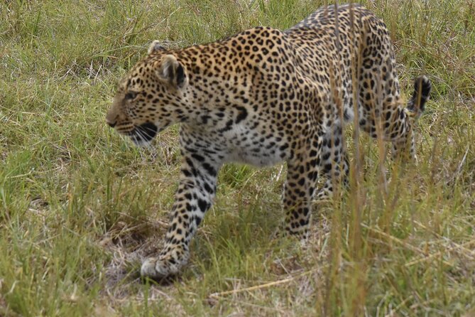 3 Days Gamedrive Safari In Masai Mara From Nairobi - Why three days works better than one