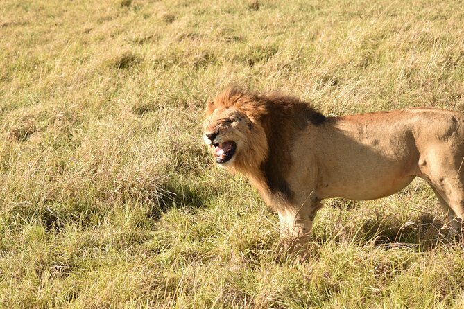 3 Days Gamedrive Safari In Masai Mara From Nairobi - Day 2: the full-day search for wildlife