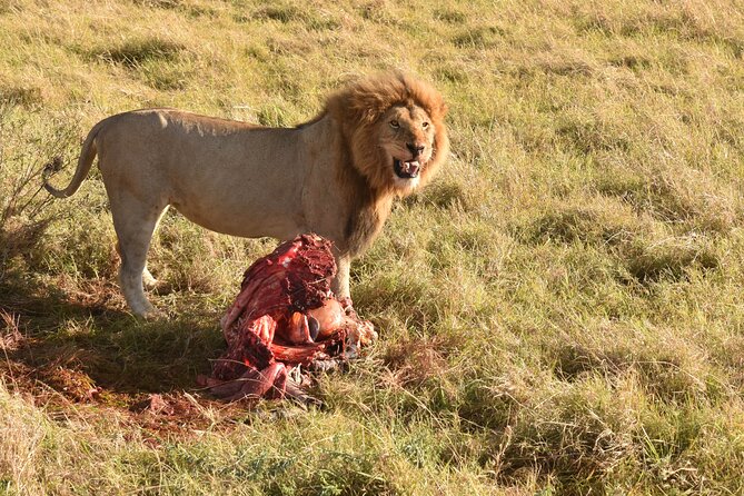 3 Days Gamedrive Safari In Masai Mara From Nairobi - Day 3: one last early drive before Nairobi