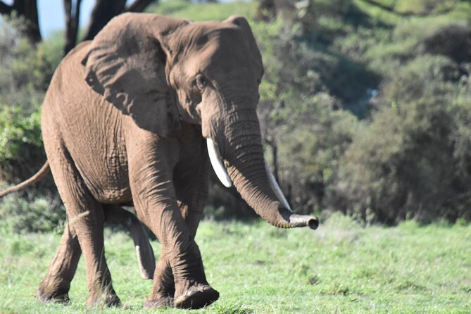 3 Days Gamedrive Safari In Masai Mara From Nairobi - Who will enjoy this safari most?