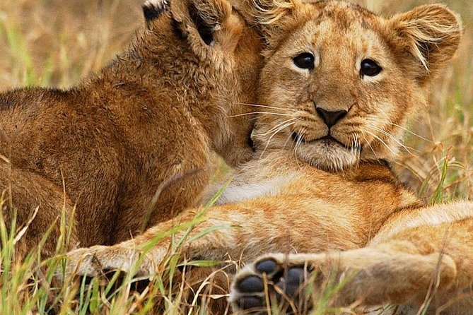 3 days group joining safari to Maasai Mara with a Land Cruiser Jeep - The first Mara game drive at 4 p.m.
