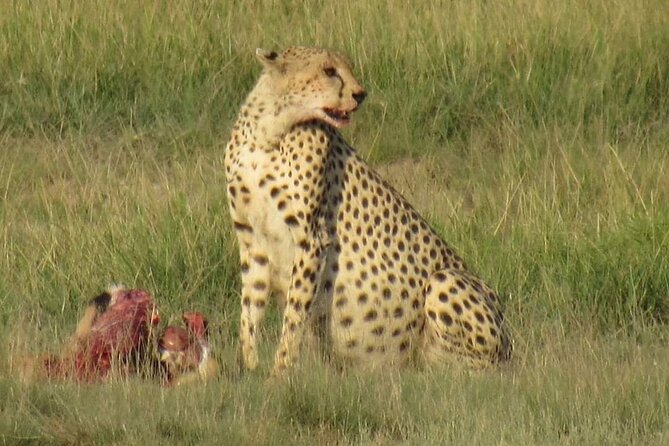 3 days group joining safari to Masai Mara with a Land CruiserJeep - Two nights in an en-suite tented camp
