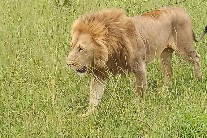 3 days group joining safari to Masai Mara with a Land CruiserJeep - The full-day safari on Day 2