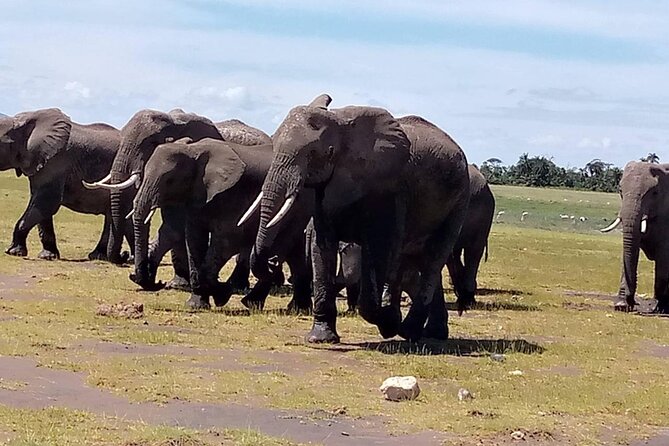 3 days group joining safari to Masai Mara with a Land CruiserJeep - The final morning and return to Nairobi