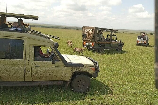 3 days group joining safari to Masai Mara with a Land CruiserJeep - The guide can make or break the experience