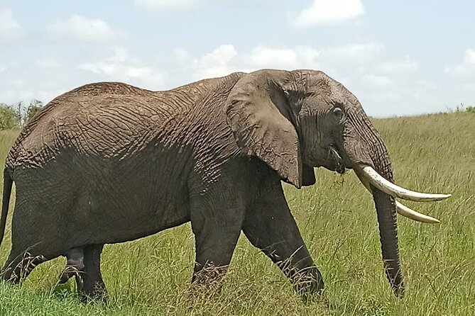 3 days group joining safari to Masai Mara with a Land CruiserJeep - The first sunset drive in Maasai Mara