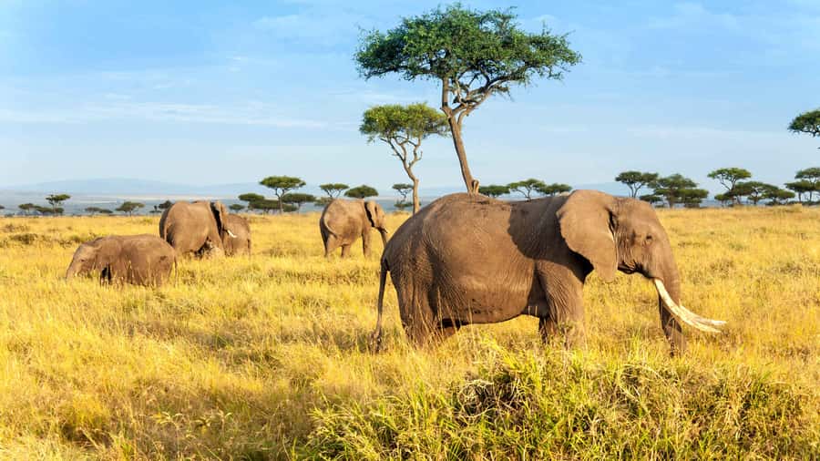 3 days group safari to maasai mara with a 4x4 landcruiser - Arrival, lunch, and the 4:00pm sunset drive