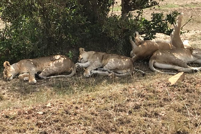 3 Days Maasai Mara Budget Group Safari - Day one: from Nairobi to the Mara