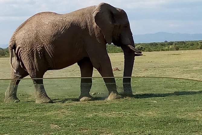 3 Days Maasai Mara Budget Group Safari - Day three: a last look before Nairobi