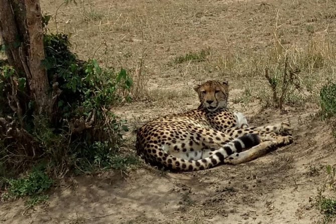 3 Days Maasai Mara Budget Group Safari - Transport, group size, and comfort