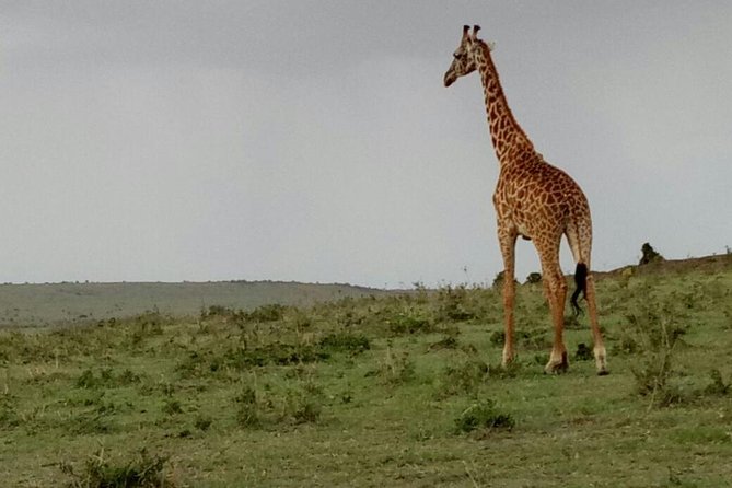 3 Days Maasai Mara Budget Group Safari - Guide service and communication