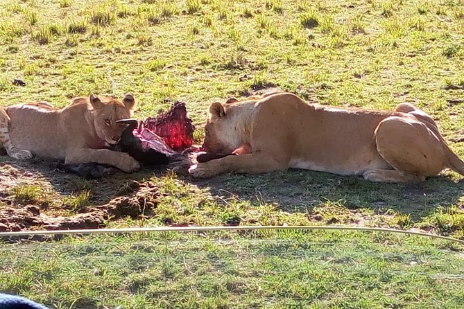 3 Days Maasai Mara Budget Group Safari - Day two: the main wildlife day
