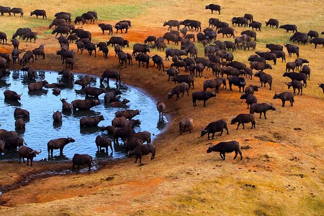 3-Days Maasai Mara Camping Safari on 4x4 Land Cruiser Jeep - Lunch in Narok and arrival at Maasai Mara