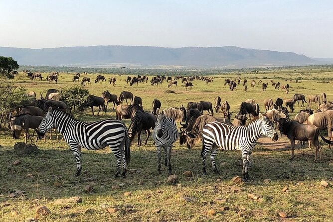3-Days Maasai Mara Camping Safari on 4x4 Land Cruiser Jeep - The return to Nairobi on day three