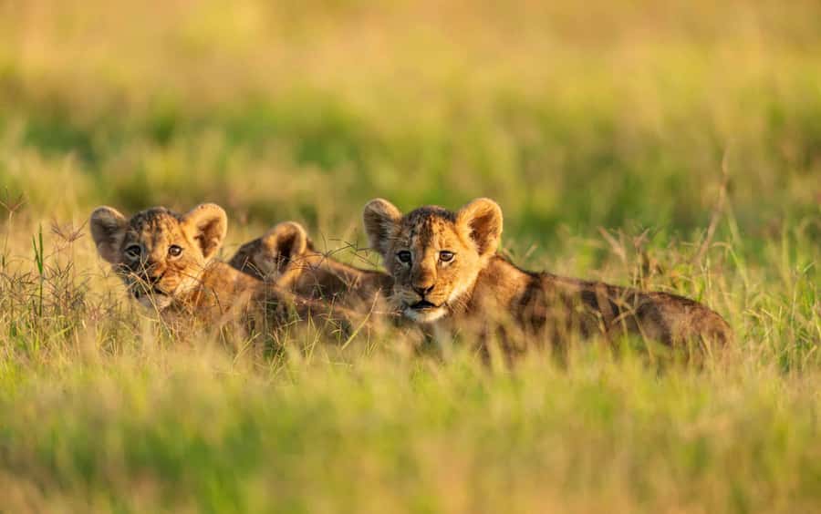 3 Days Maasai Mara Group Safari using a 4x4 Landcruiser - Checking into Rhino Tourist Camp