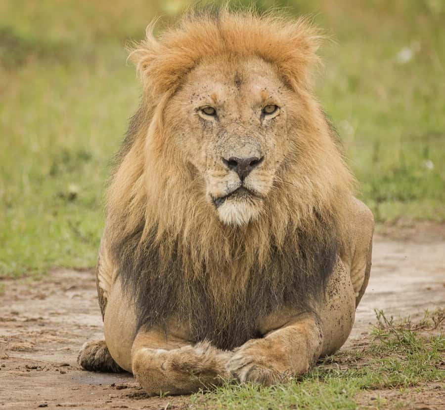 3 Days Maasai Mara Group Safari using a 4x4 Landcruiser - Day two, the full Maasai Mara game drive