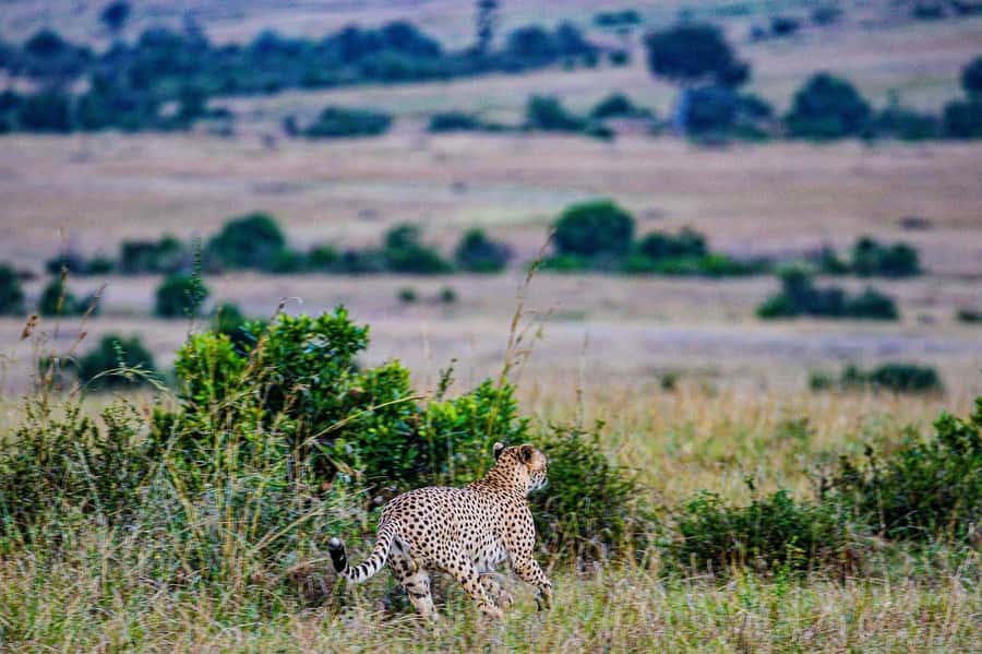 3 Days Maasai Mara Group Safari using a 4x4 Landcruiser - The guide can make or break the day