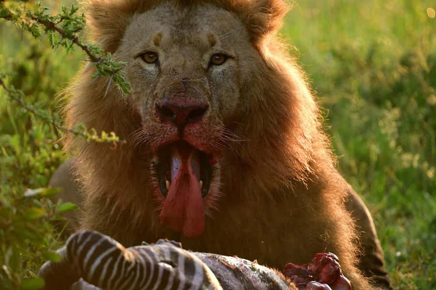 3 Days Maasai Mara Group Safari using a 4x4 Landcruiser - Returning to Nairobi on day three