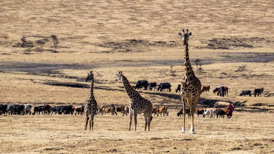 3 Days Maasai Mara Group Safari using a 4x4 Landcruiser - Optional balloon flight and village visit