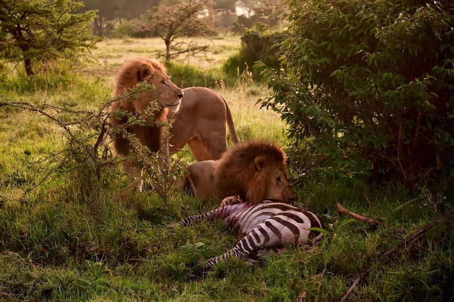 3 Days Maasai Mara Group Safari using a 4x4 Landcruiser - What to pack for this three-day safari