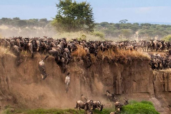 3 Days Maasai Mara Guided Safari from Nairobi - What the $196 price really buys