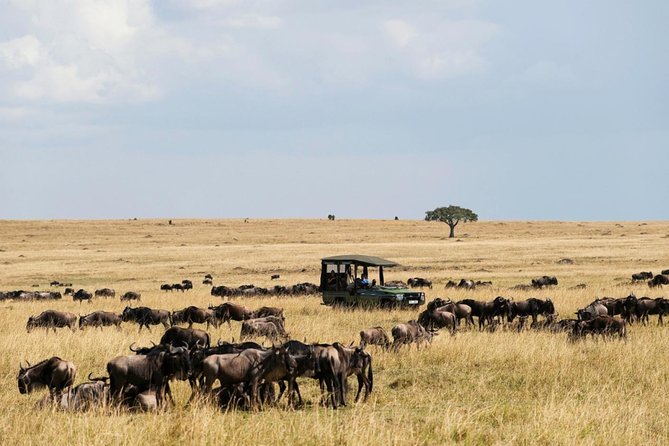 3 Days Maasai Mara Guided Safari from Nairobi - Sleeping in the budget camp