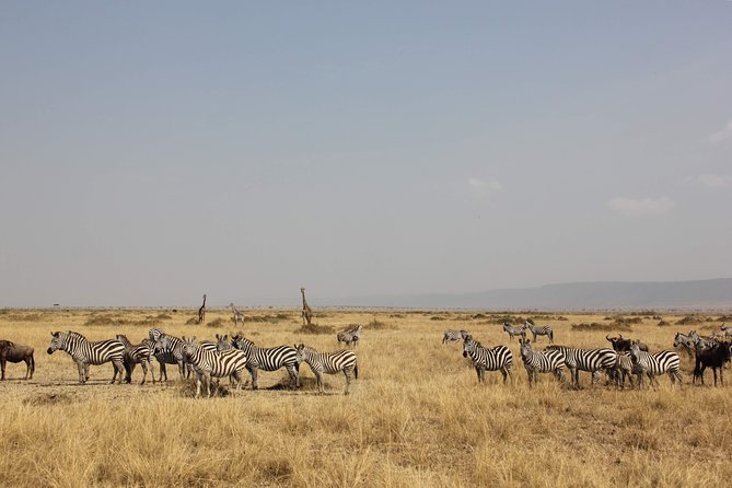 3 Days Maasai Mara Luxury Camping - The big question: is three days enough?
